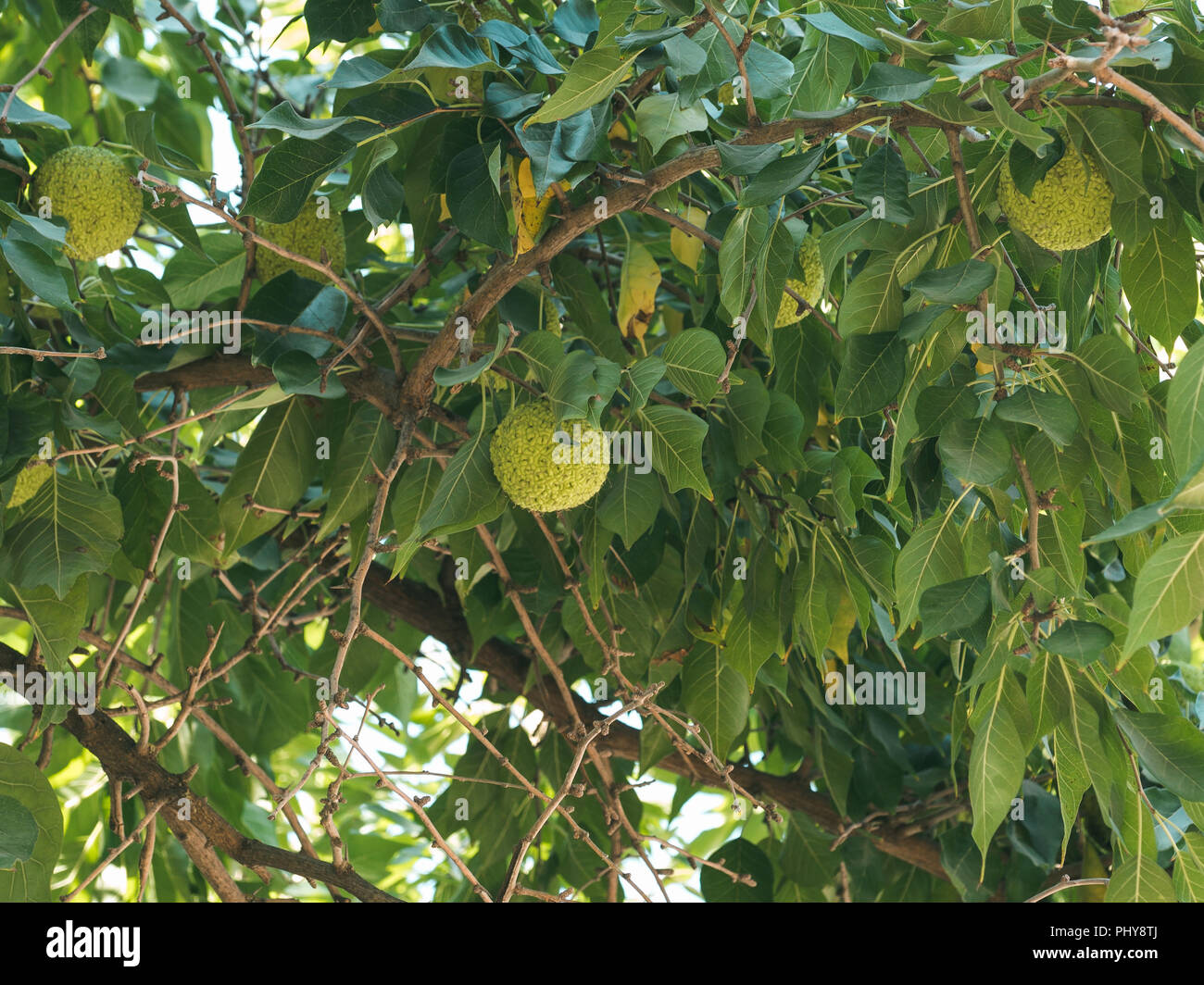 Frutta verde di maclura pomifera osage orange, cavallo apple, Adam's Apple a crescere nel selvaggio su albero. Frutta Maclura uso nella medicina alternativa, in particolare per il trattamento di giunti e sciatica. Spazio di copia Foto Stock