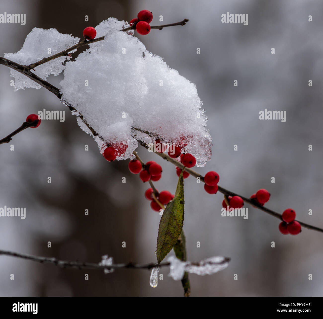 Bacche di colore rosso in presenza di neve Foto Stock