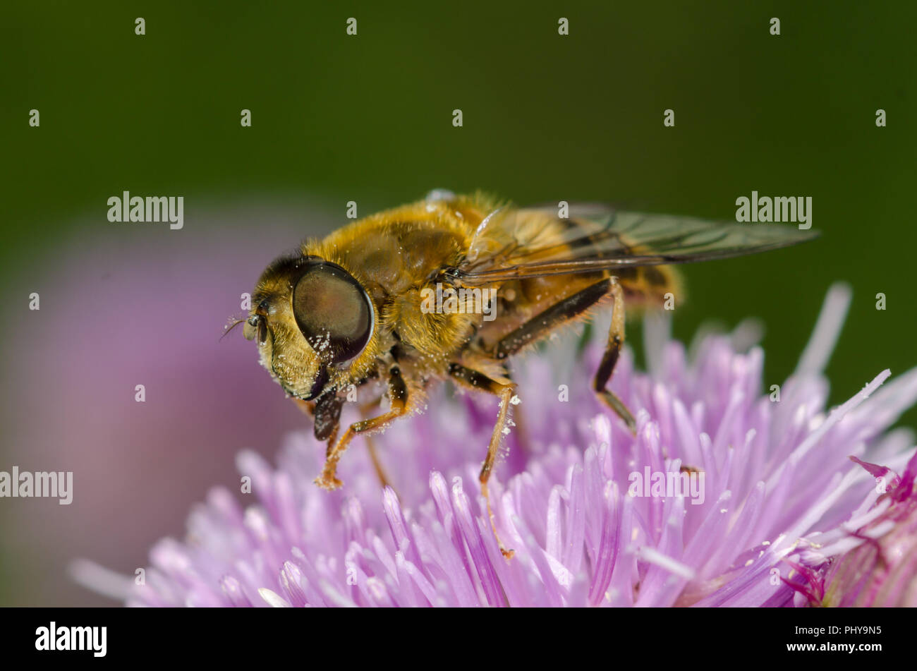 Hoverfly Foto Stock