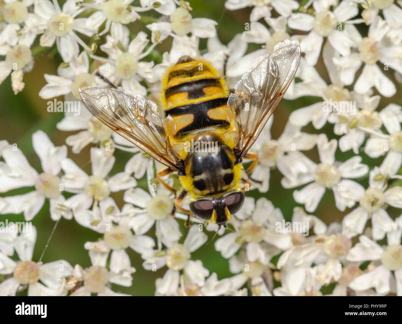 Hoverfly (Myathropa florea) su flowerhead Foto Stock