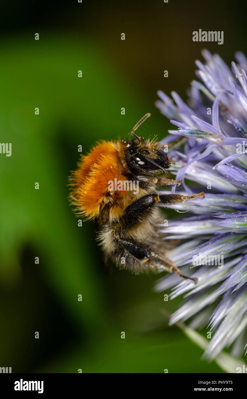 Carda bee Foto Stock