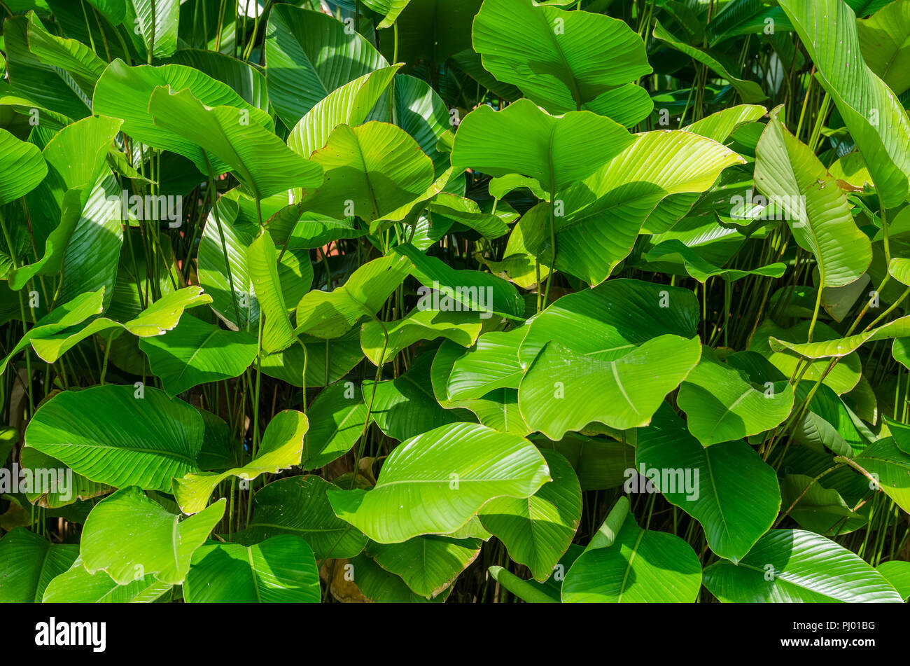 Verde foglie di banana Foto Stock