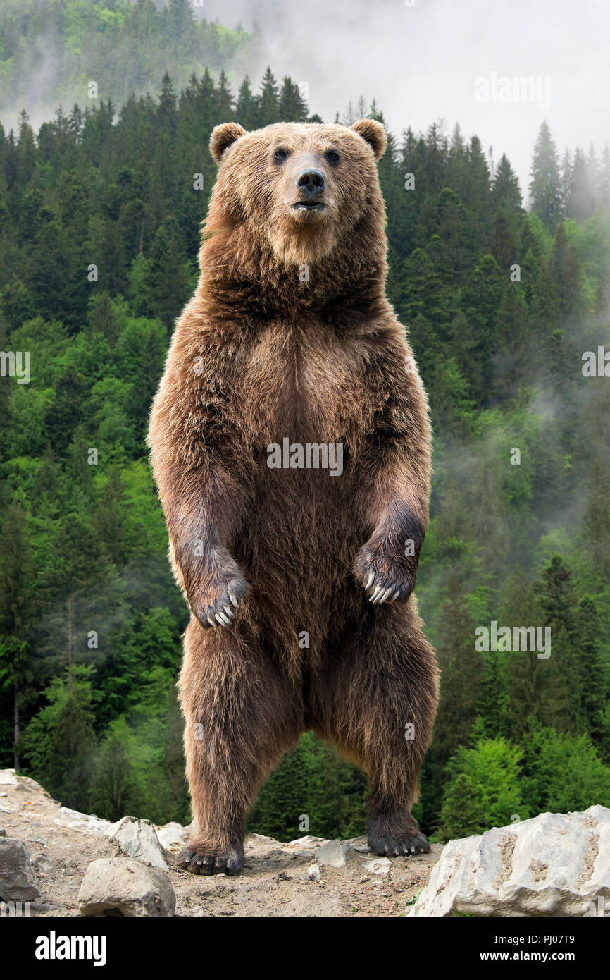 L'orso bruno (Ursus arctos) in piedi sulle sue zampe posteriori nella foresta di primavera Foto Stock