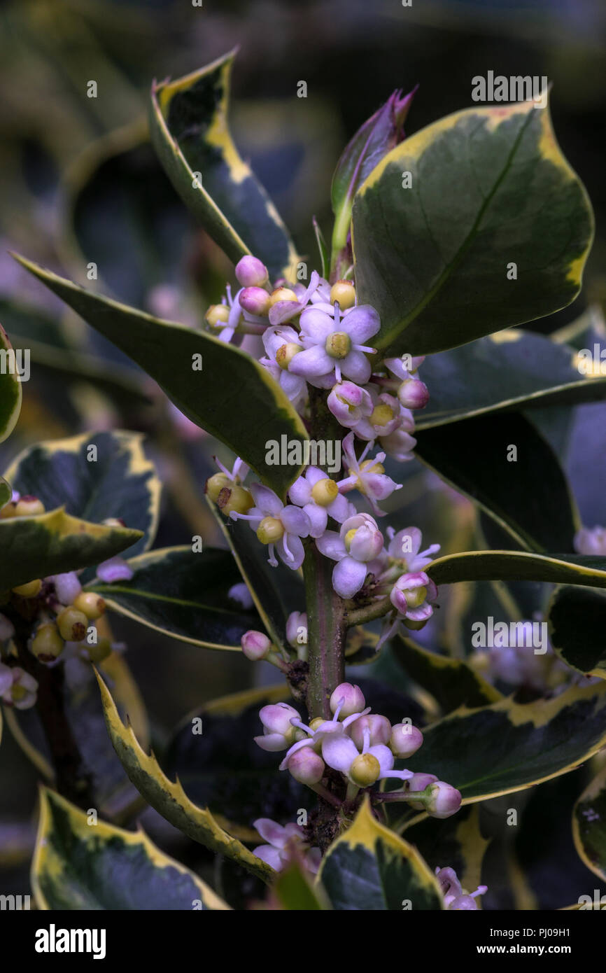 Questa agrifoglio (Ilex aquifolium cv. Handsworth New Silver) ha foglie variegate e mostra fiori e bacche. Foto Stock
