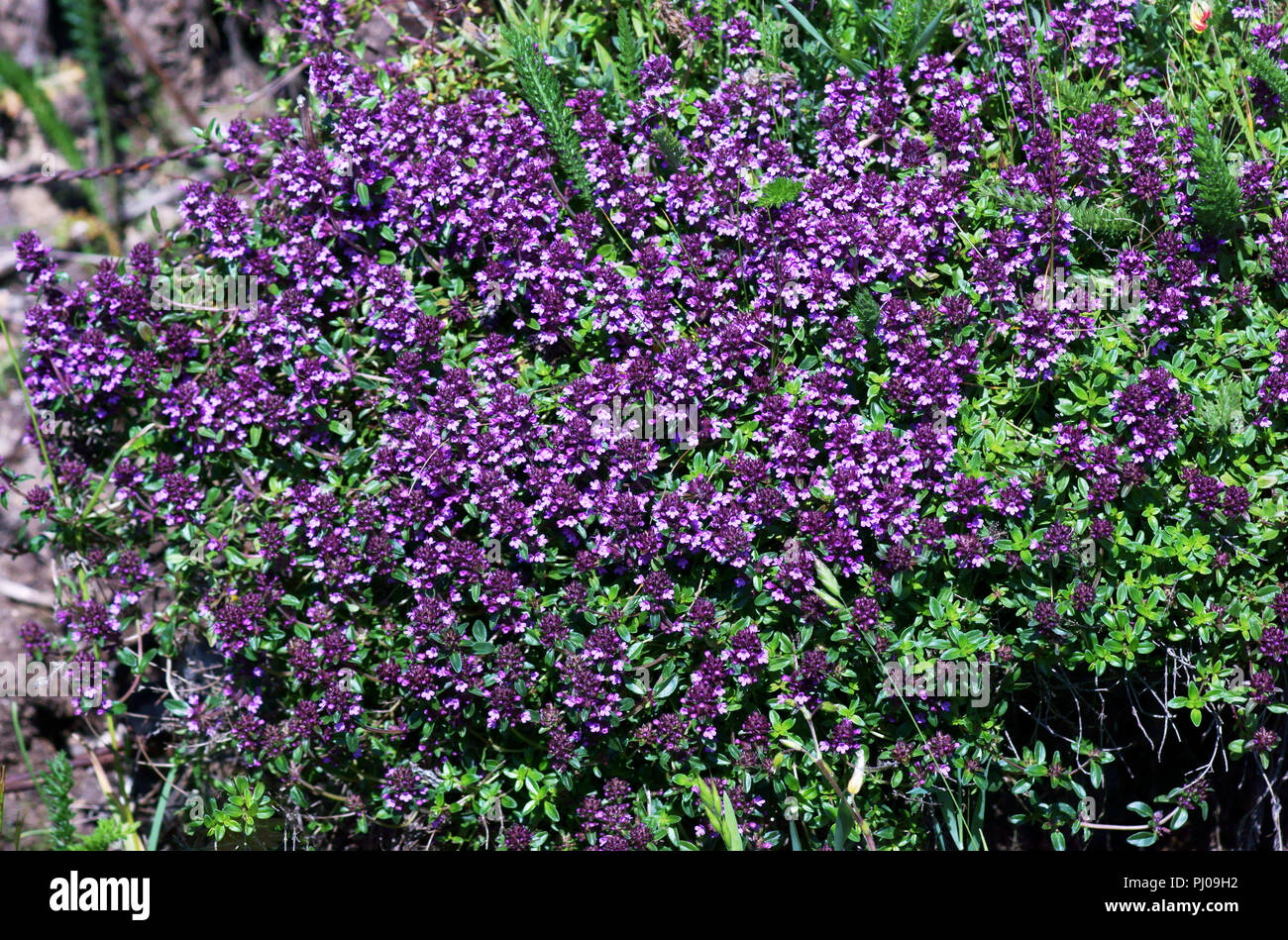 Grandi Timo Serpillo (Thymus pulegioides) cresce su una banchina banca in Cornwall Inghilterra. Foto Stock