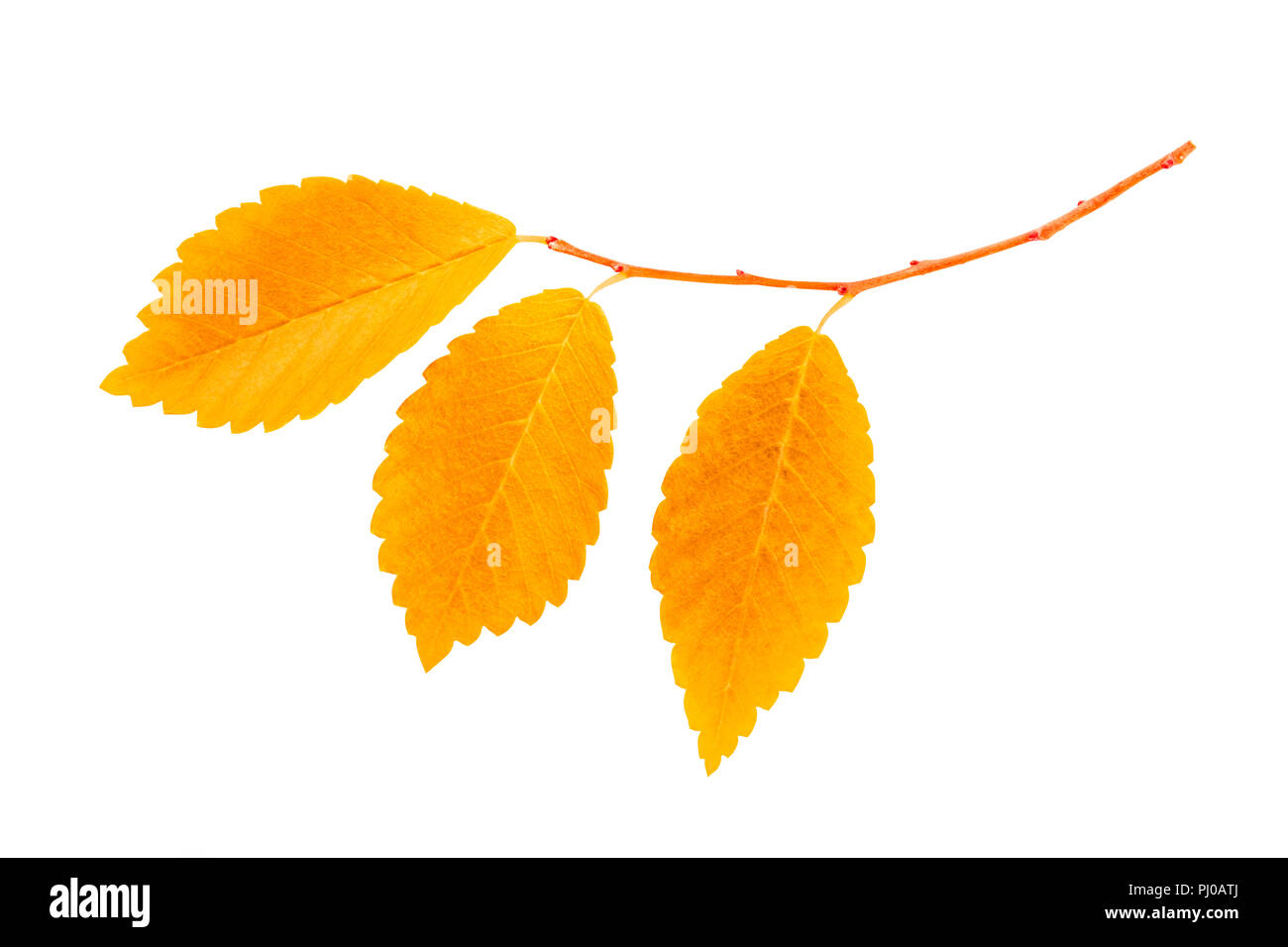 Un ramo di colore giallo con foglie di autunno, isolata su uno sfondo bianco con un tracciato di ritaglio Foto Stock