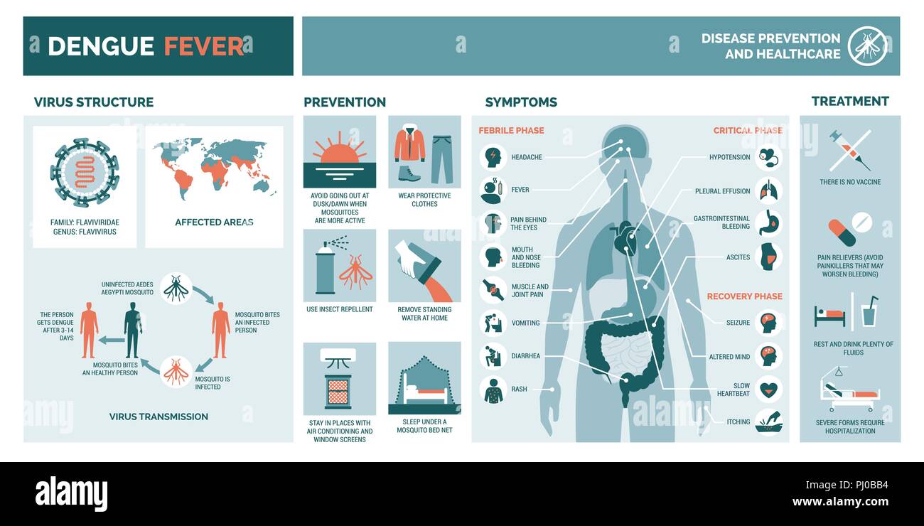 Virus Dengue ed infografico: struttura di virus, trasmissione, prevenzione, i sintomi ed il trattamento Illustrazione Vettoriale