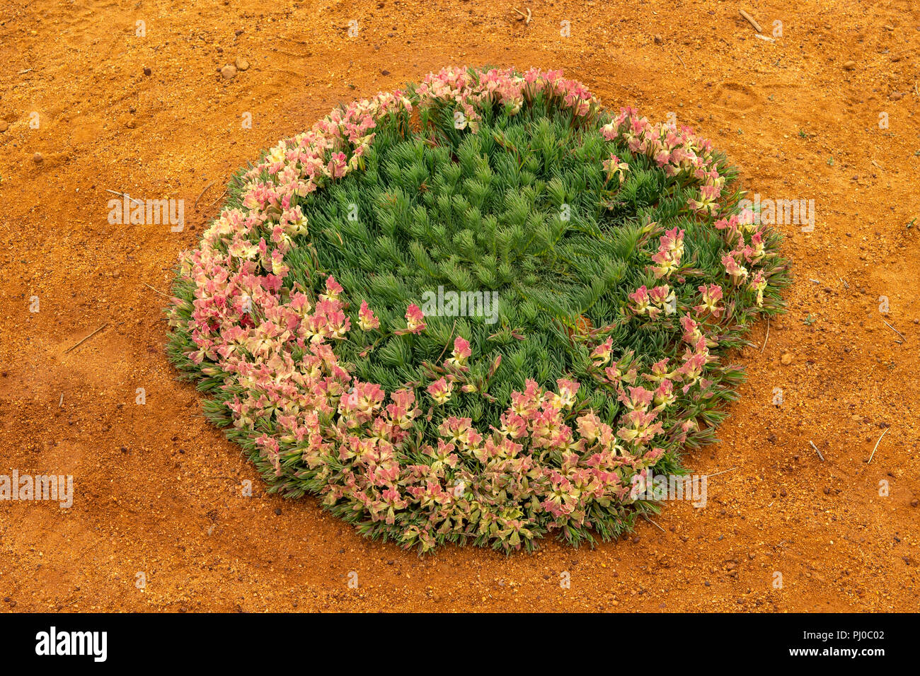 Lechenaultia macrantha, ghirlanda fiore Foto Stock