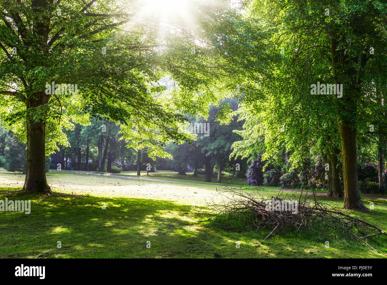 Verde primavera park. Il parco della città con un fresco e prato con alberi di mattina. In primavera il paesaggio sullo sfondo. La bellezza di Natura Foto Stock
