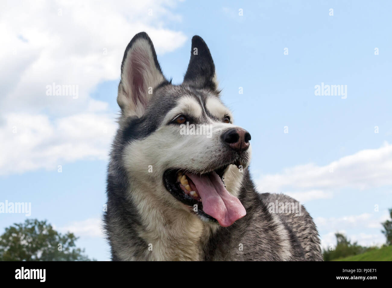 Un cane di un Alaskan Malamute razza, ritratto, close-up di un muso contro il cielo e nella distanza di erba verde e un albero, guardando lontano, Foto Stock
