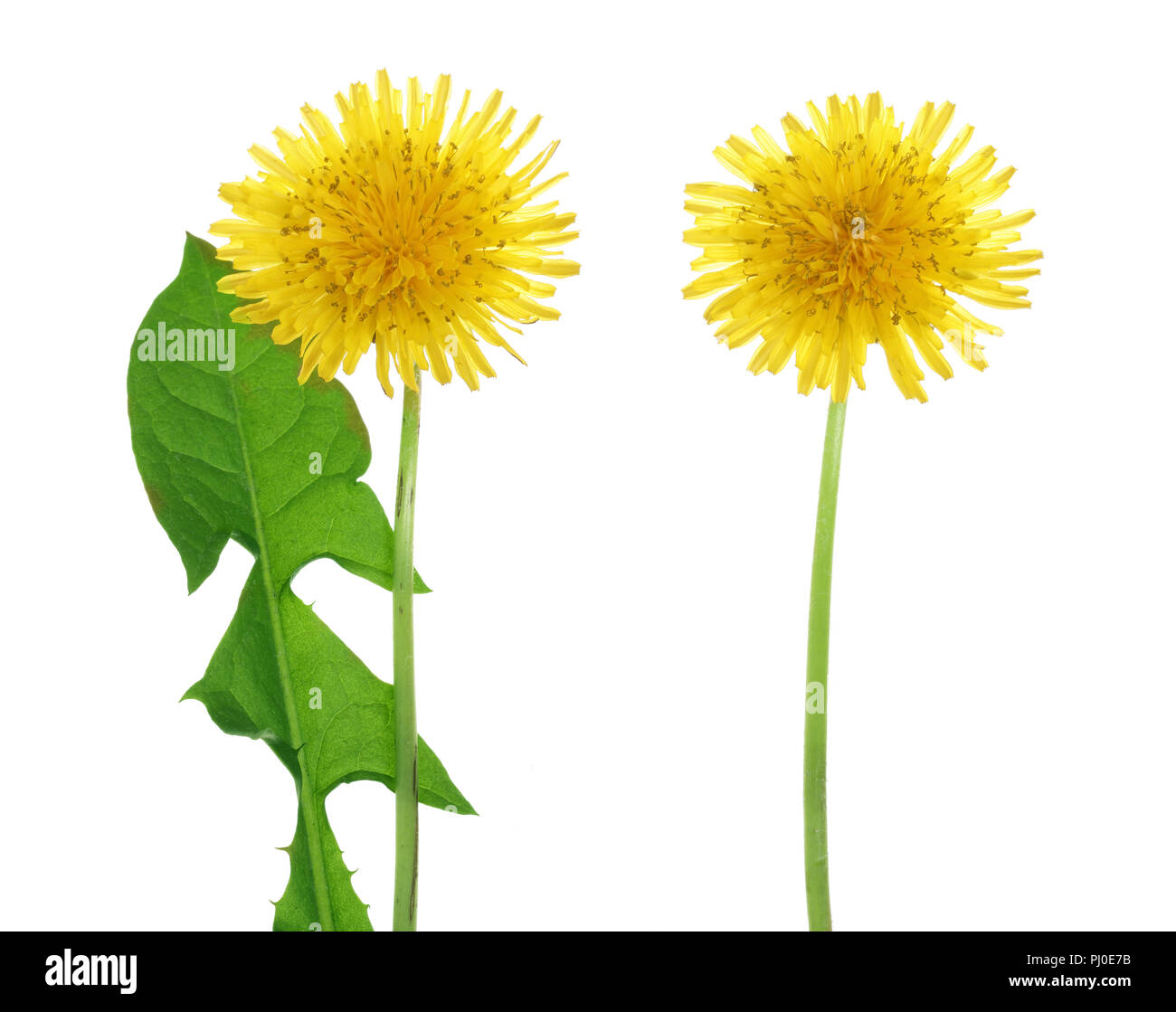 Tarassaco fiore o Taraxacum officinale con foglie isolati su sfondo bianco Foto Stock