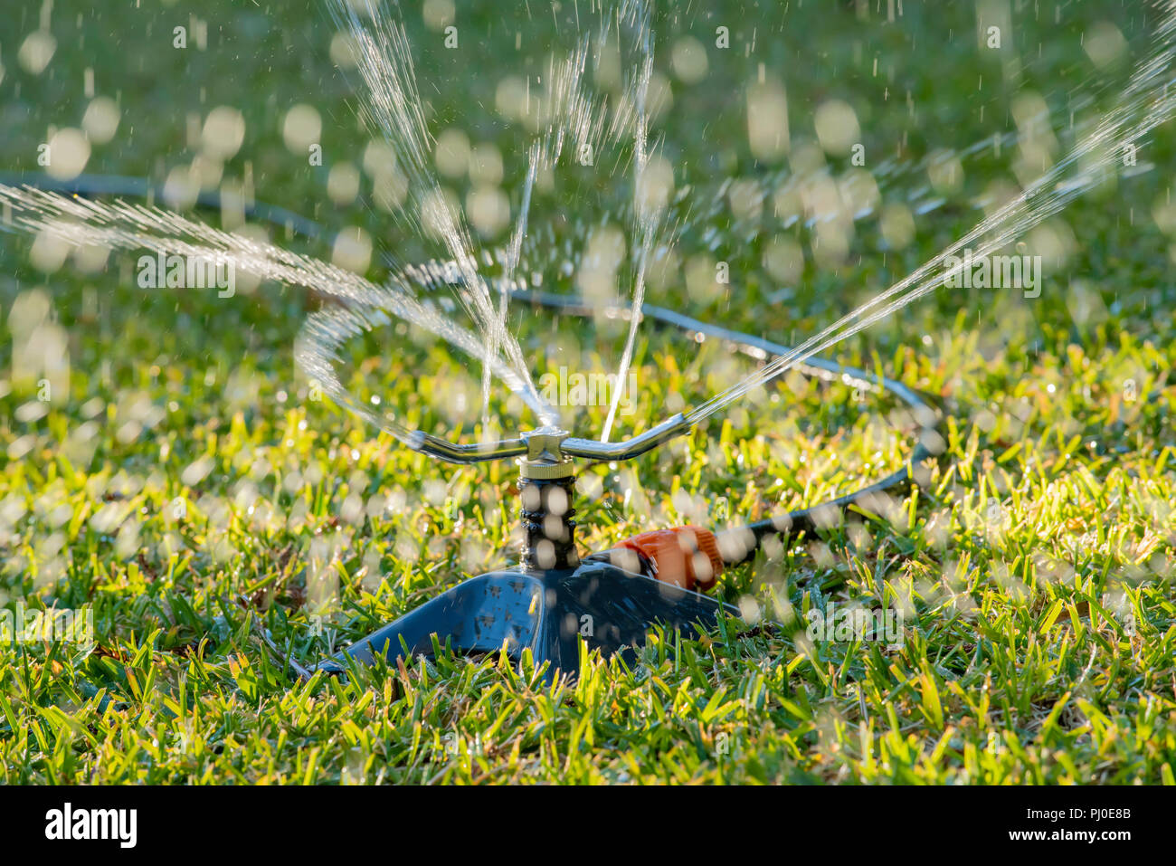 Un giardino sprinkler acqua spruzzata su un prato erboso St. Augustine (Palmetto) in un cortile di Sydney in Australia Foto Stock