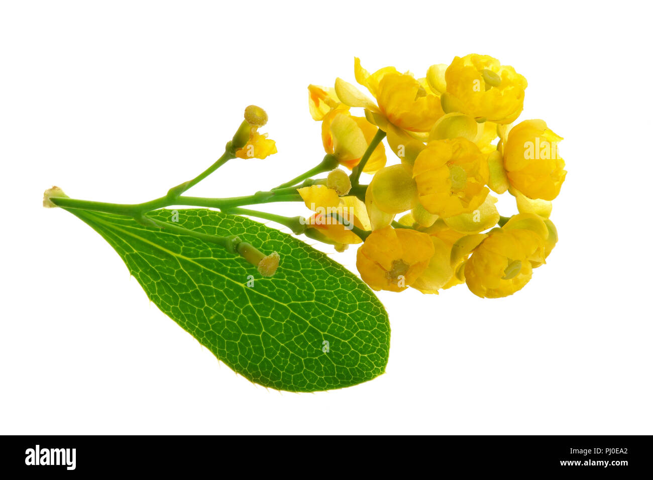 Fiori di barberries con foglie isolati su sfondo bianco Foto Stock