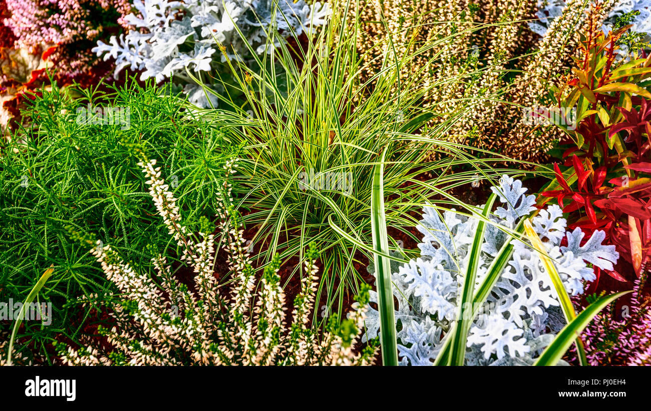 Fiori d'autunno. Aiuola di fiori con il bianco heather, erba e piante. Sfondo floreale. Decorazione grave Foto Stock