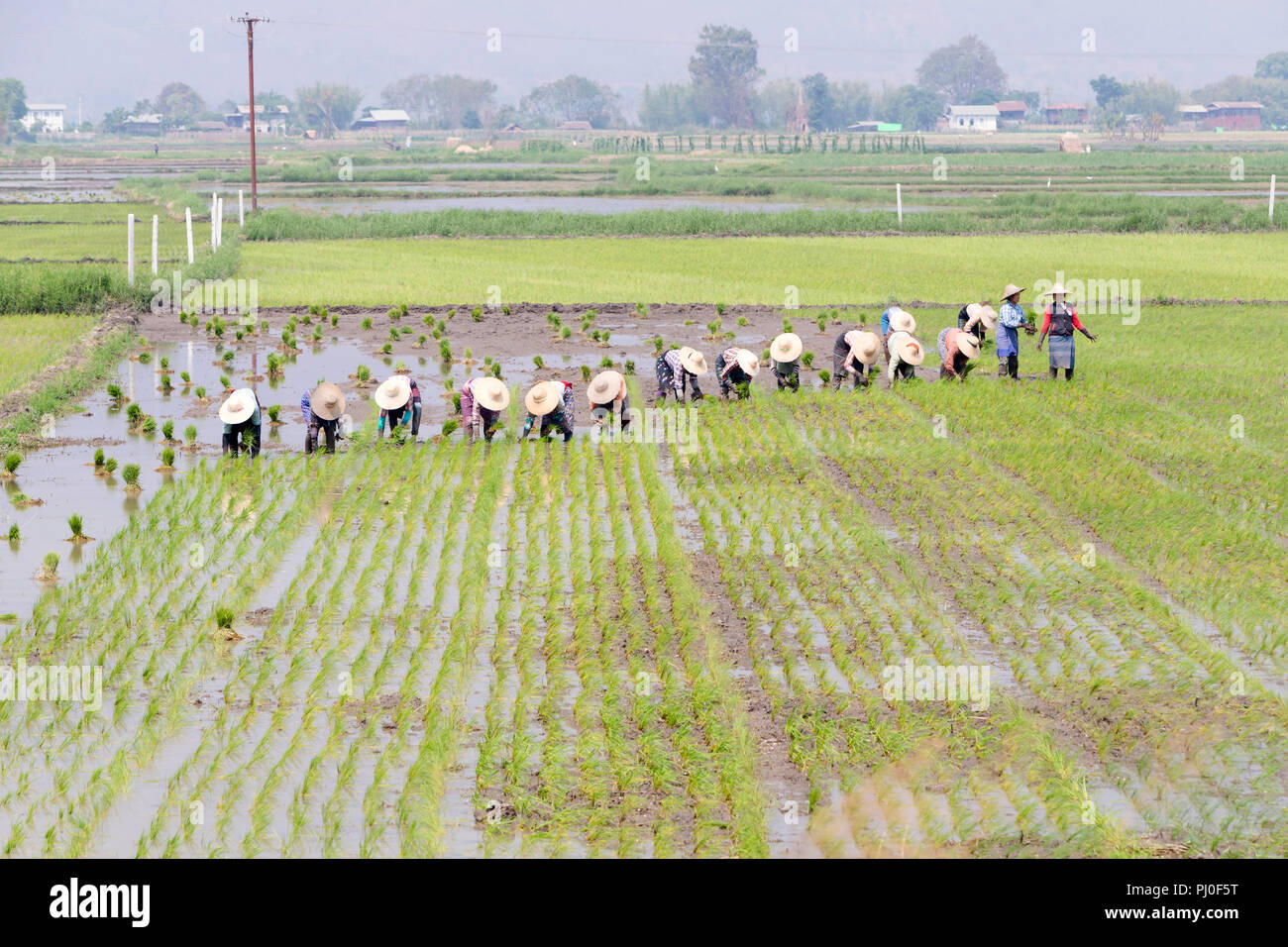 Gli agricoltori che lavorano in un campo di riso, Nyaungshwe, Myanmar Foto Stock