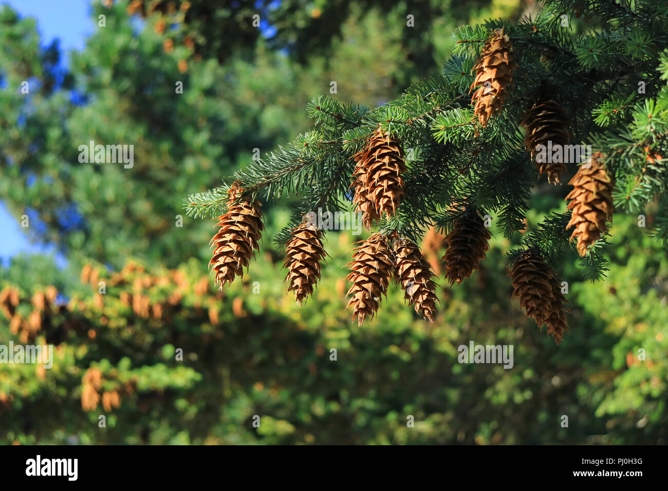 Chiuso molte delle pigne appeso su albero di pino in autunno la luce  solare, El Calafate, Patagonia, Argentina Foto stock - Alamy