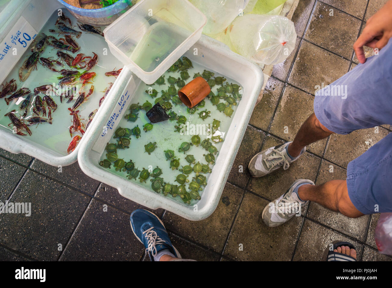 Contenitori con acqua con baby tartarughe (scritto in Thai: 1 per 60 baht, 10 per 500 baht) & aragoste al Chatuchak (Jatujak) Mercato, Bangkok Foto Stock