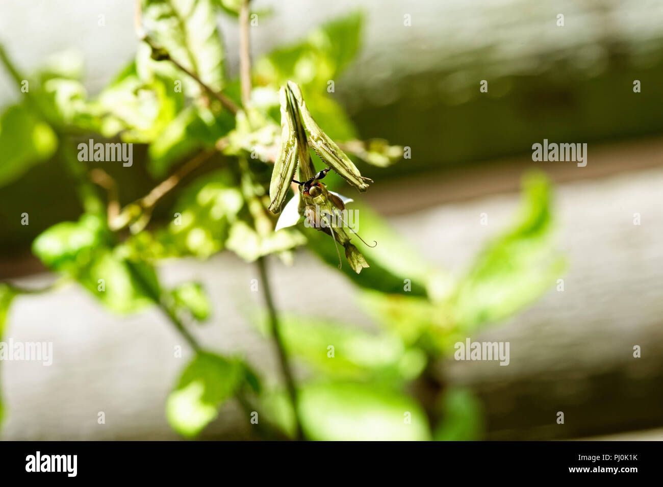 Una foglia mimetizzata Mantide Religiosa mangia una formica, guardando come un alieno divorando earthling nel processo Foto Stock
