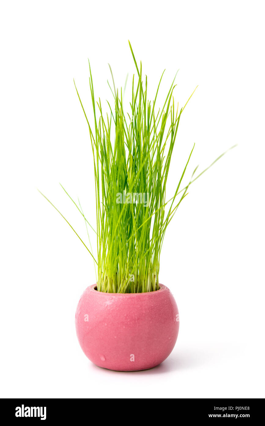 Pianticelle di riso Riso germogli con gocce d'acqua nella pentola isolare su bianco Foto Stock
