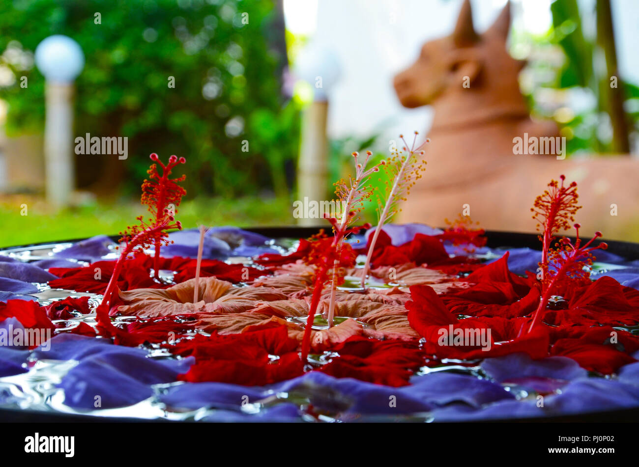 In prossimità dei bellissimi fiori di ibisco Foto Stock
