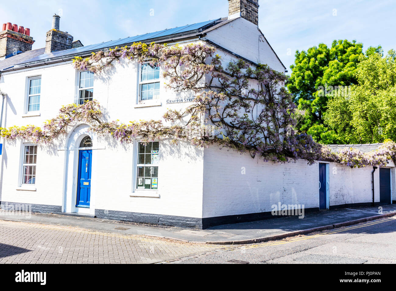 Il Glicine, pianta flowering, legumi Fabaceae Leguminosae, albero di glicine, di piante di glicine, il glicine in casa, vining impianto, vining piante, Wisteria vine Foto Stock