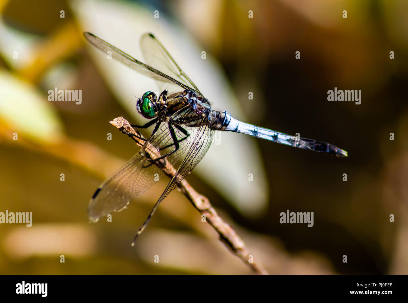 Si tratta di un dragon fly sul bastone vicino al lago Foto Stock