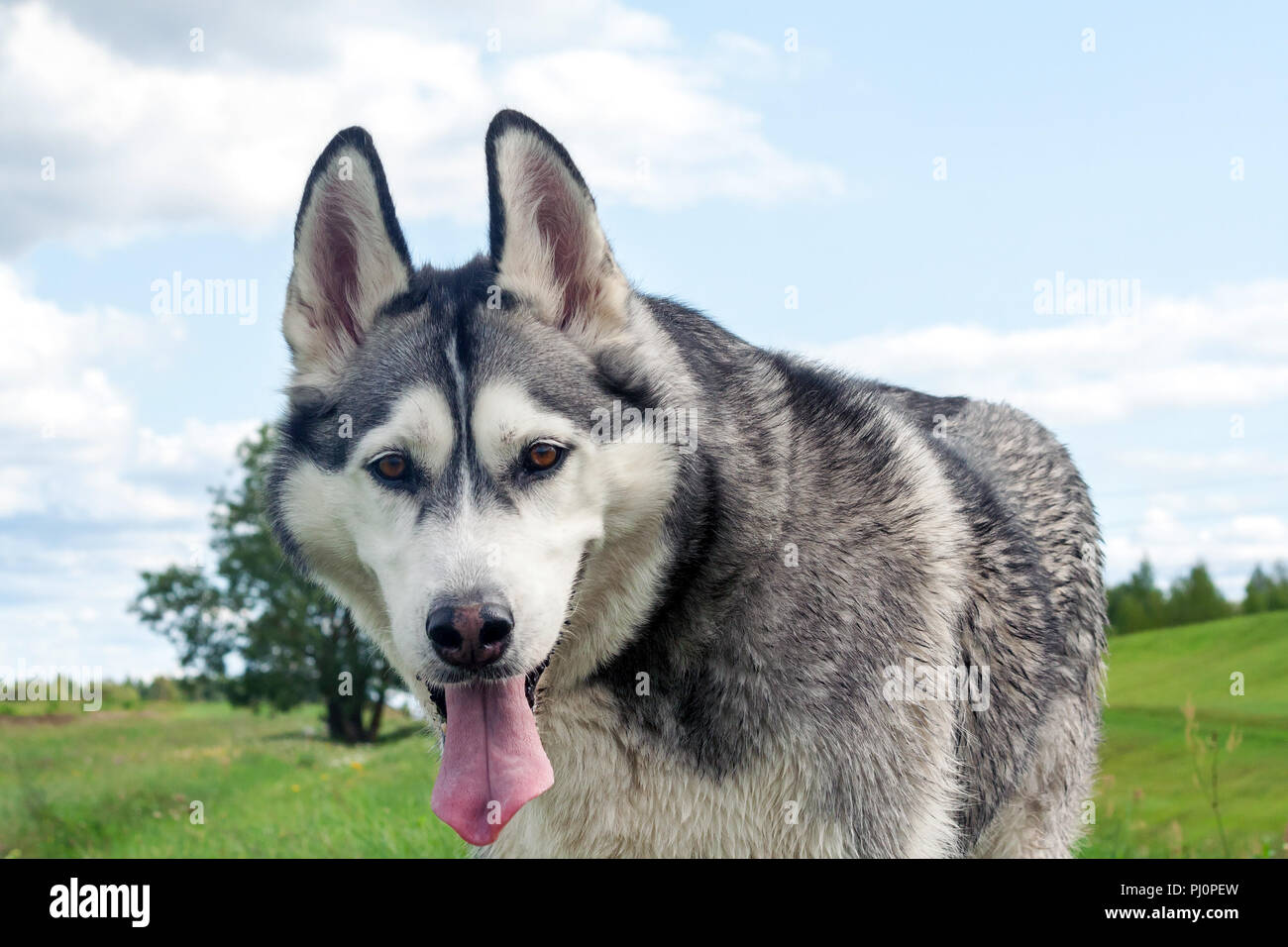 Un ritratto del cane Il muso è una razza di Alaskan Malamute, la bocca è aperta, una lunga lingua, una faccia buffa, un bel cane e un po' sporca Foto Stock