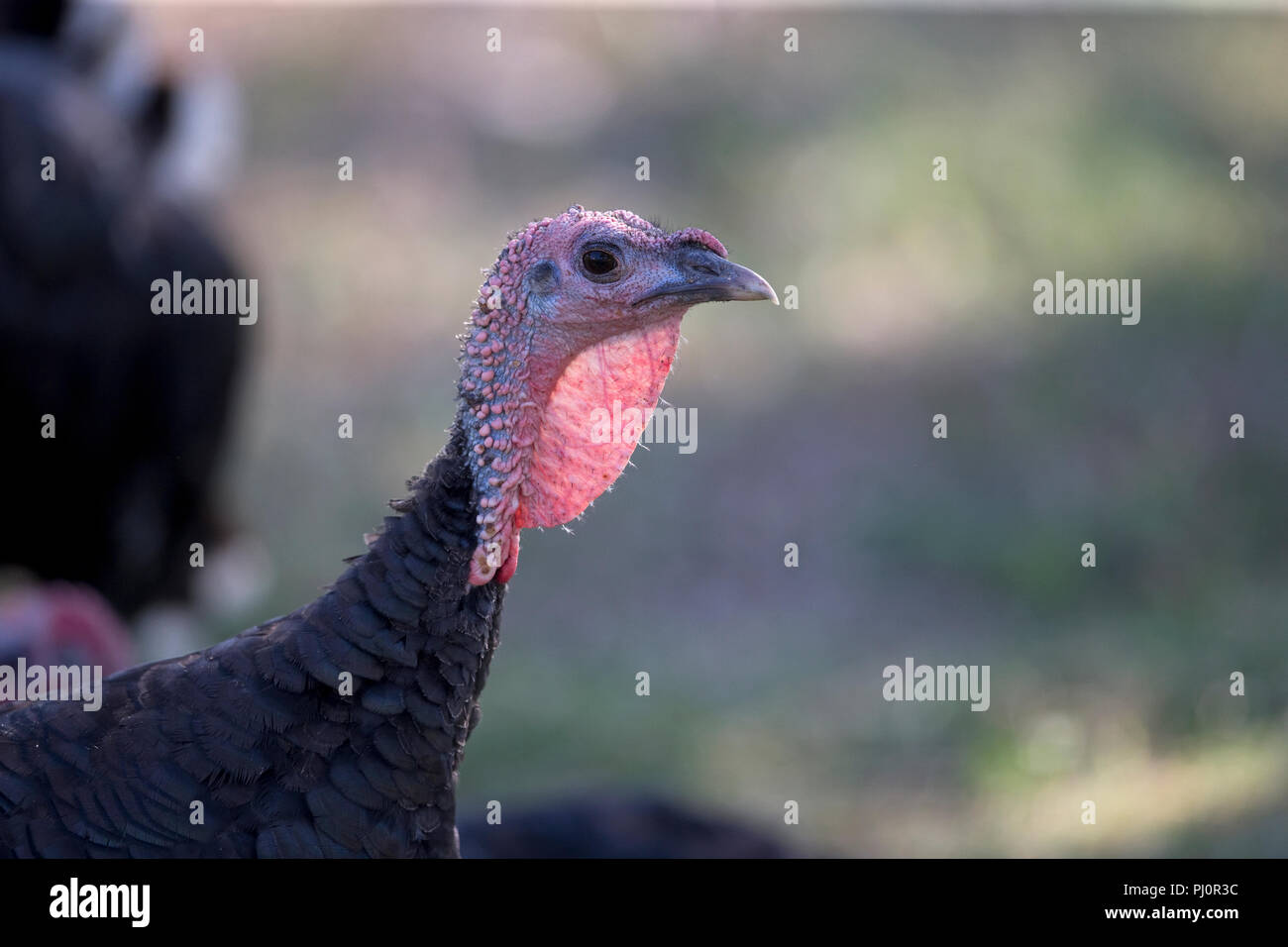 La Turchia domestico (Meleagris gallopavo) Foto Stock
