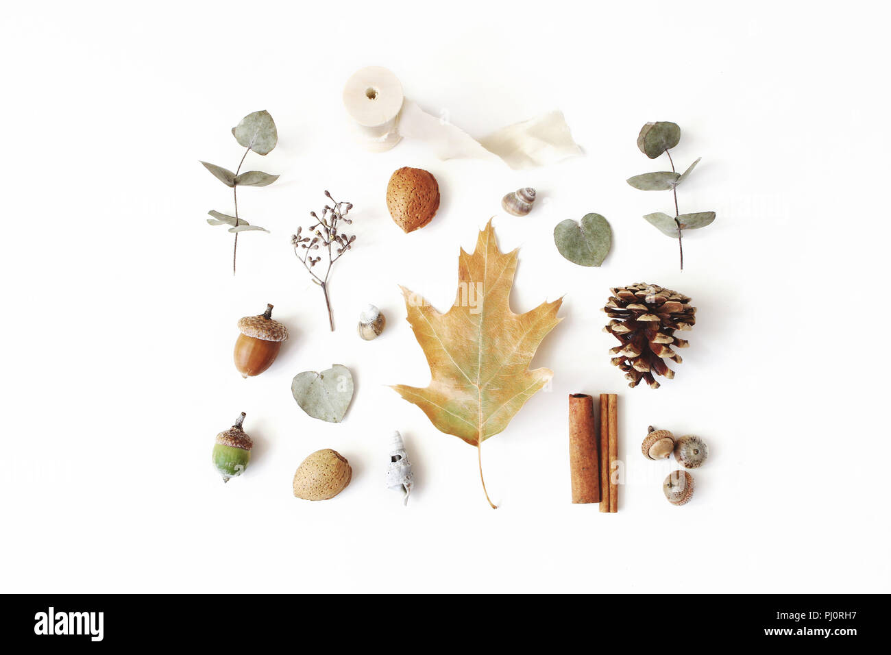 Autunno in stile disposizione botanico. Composizione del parco naturale de los Alcornocales, pigne secche, eucalipto e quercia di foglie e di bastoncini di cannella sul tavolo bianco sullo sfondo. Caduta minima nozione, piatto di laici che, vista dall'alto. Foto Stock