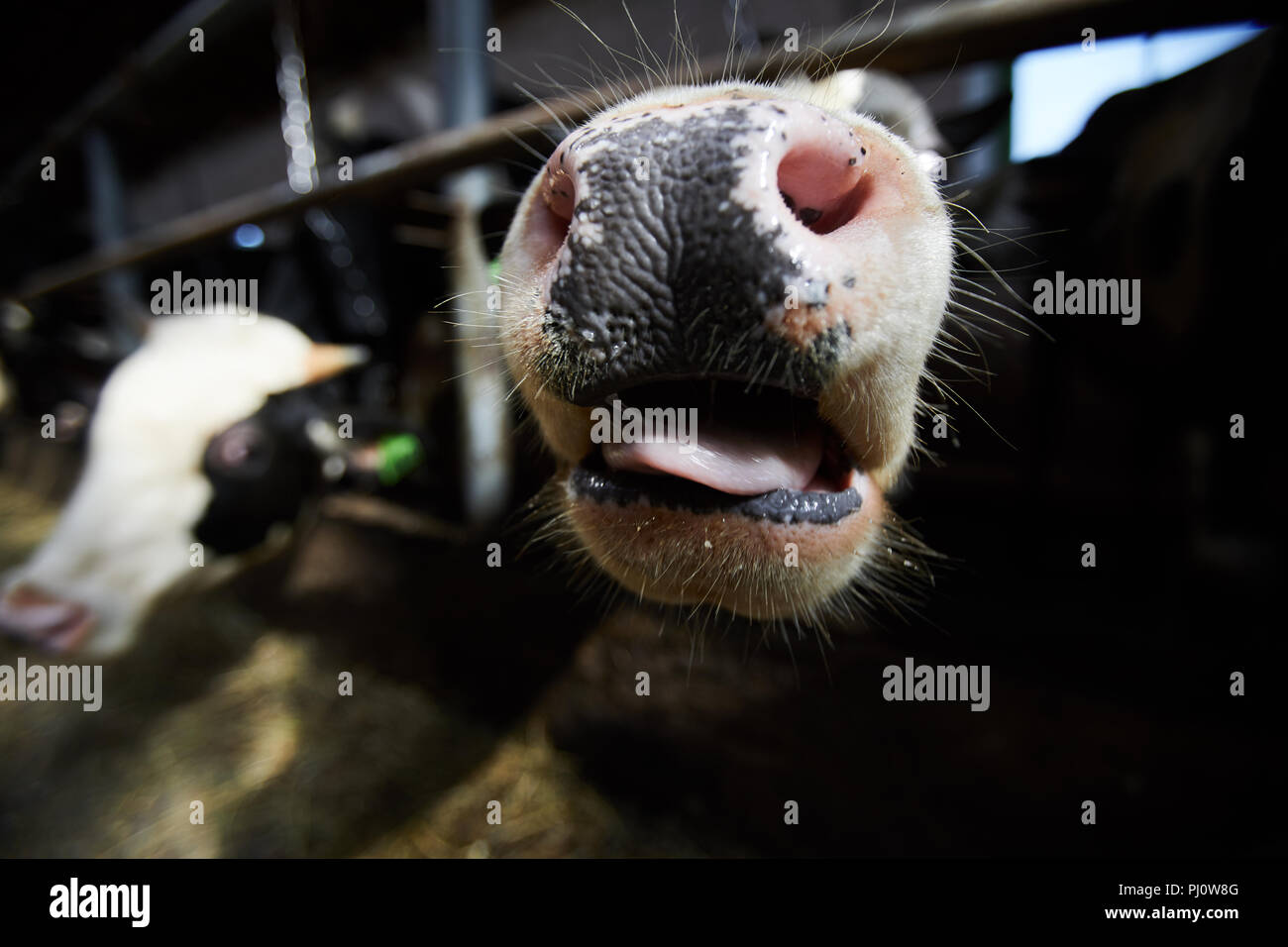 Carino muso di vacca Foto Stock
