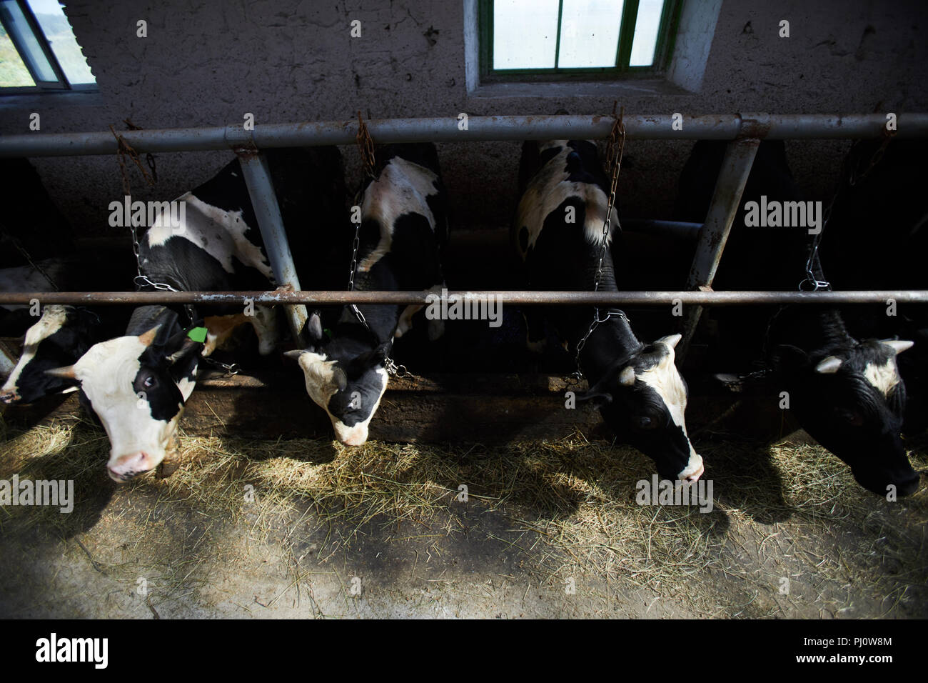 Le vacche in una fattoria capannone Foto Stock