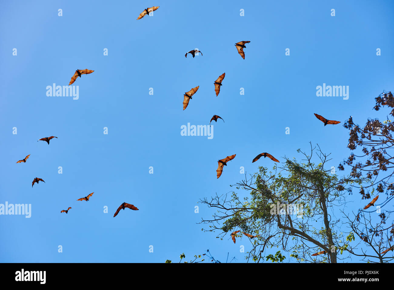 Gruppo di volpi volanti battenti in PALAWAN FILIPPINE Foto Stock