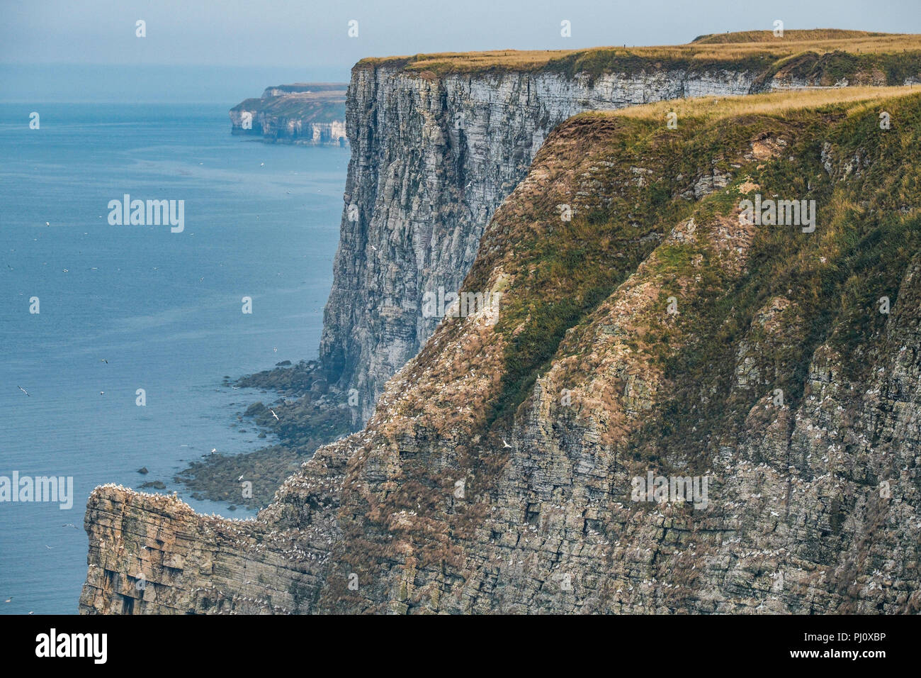 Vista di uccelli Bempton Cliffs dove 13.500 sule nido ogni anno. Foto Stock