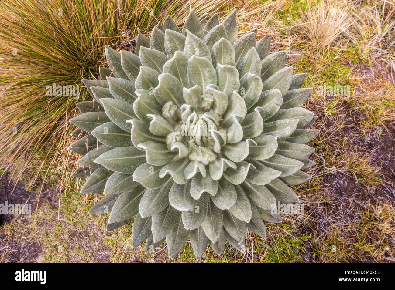 Espeletia Frailejones Del Paramo de Oceta Mongui Boyaca in Colombia Sud America Foto Stock