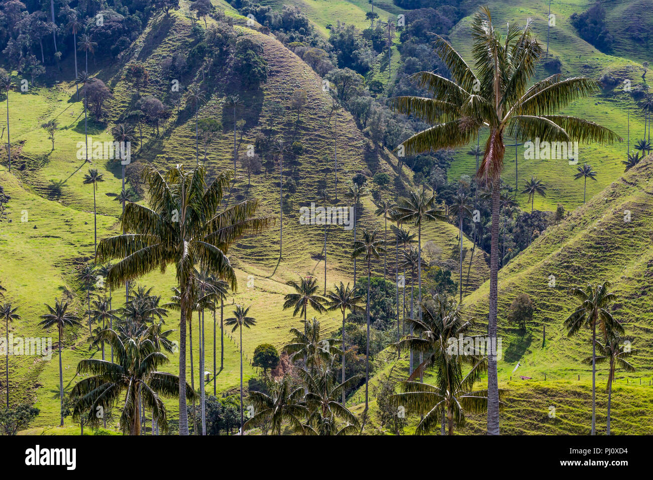 Paesaggi di Caldas in Colombia Sud America Foto Stock