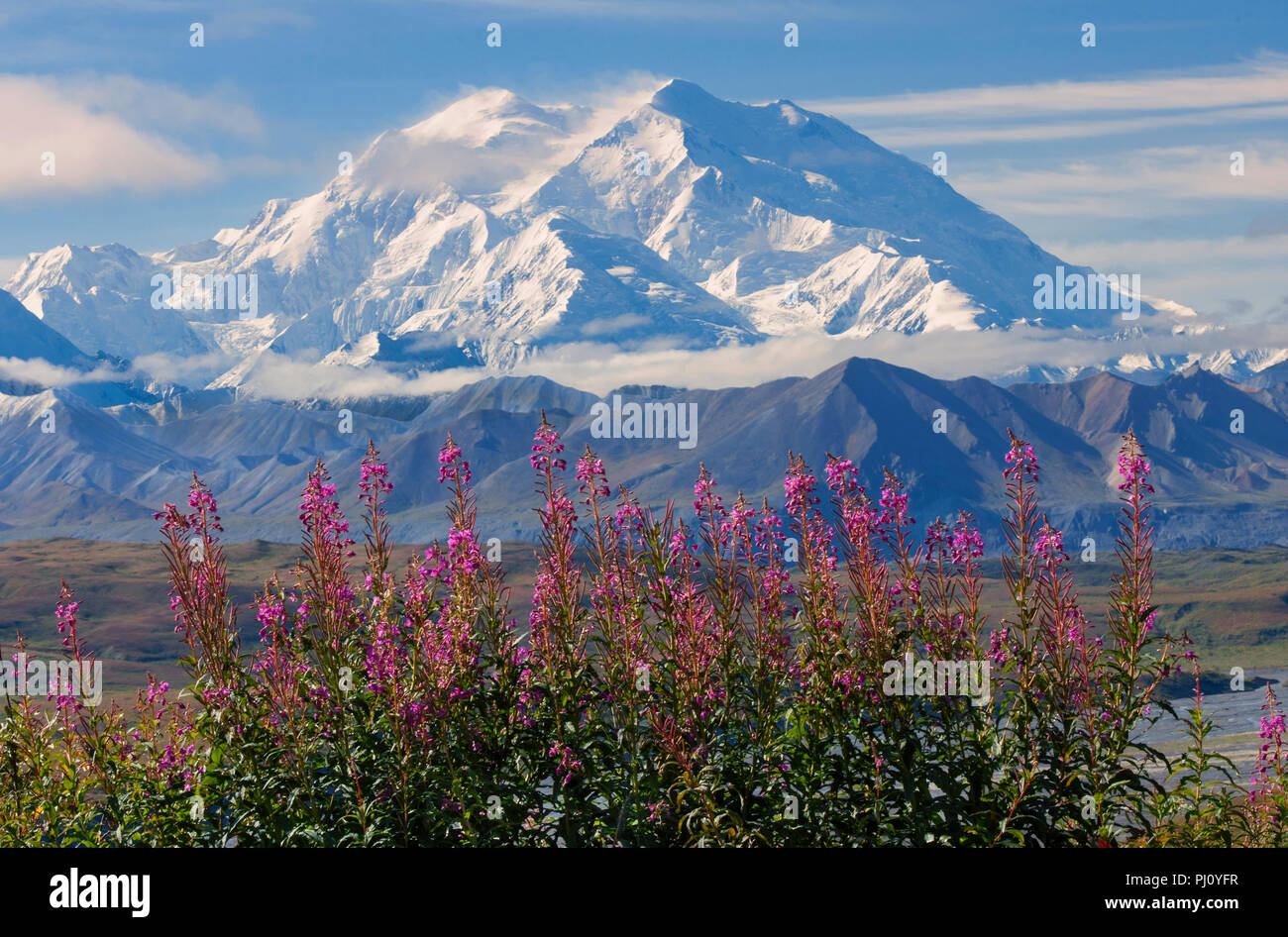 Montare Denali; Fireweed; Parco Nazionale di Denali; Alaska Foto Stock