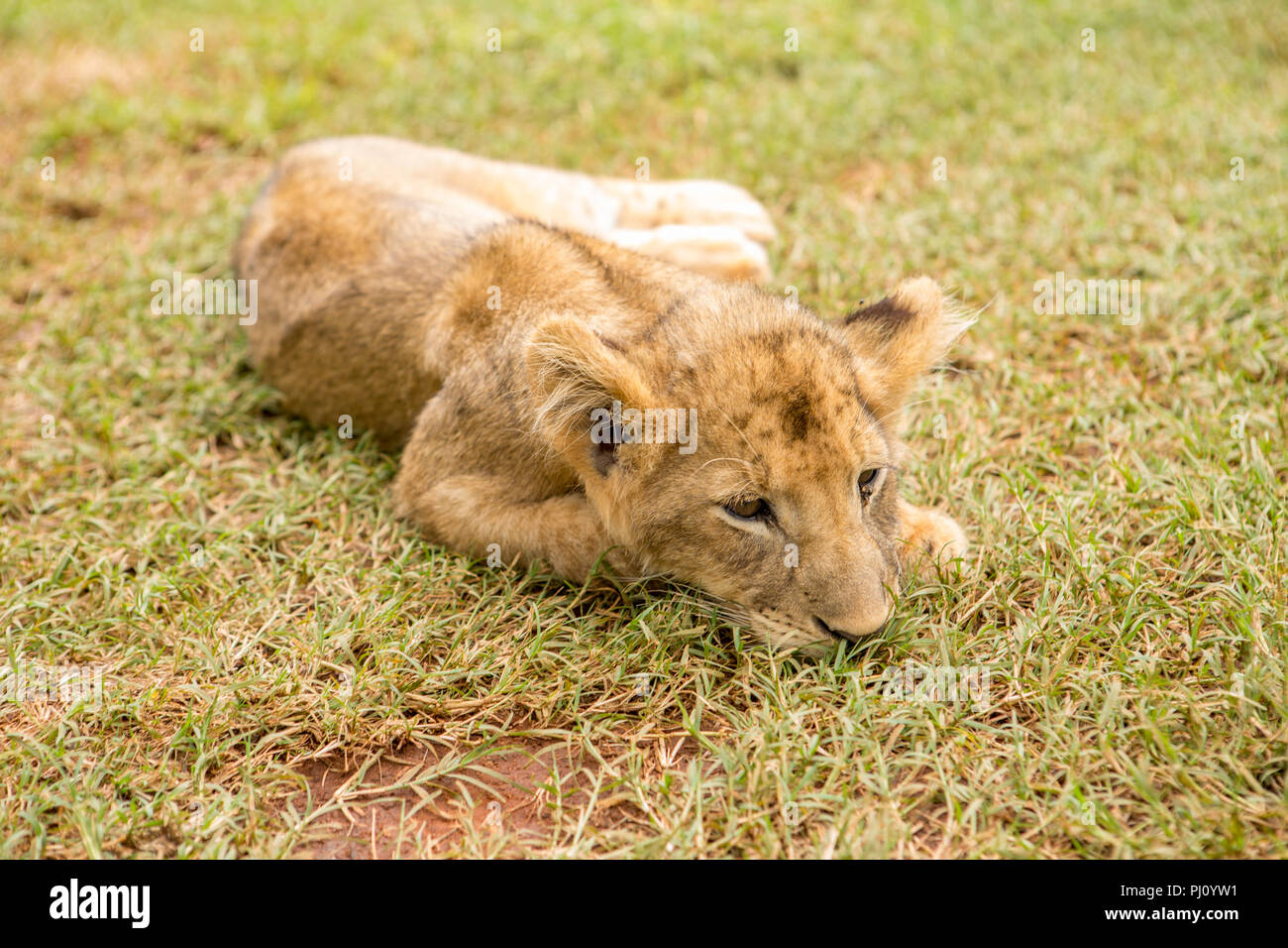 Lion Cub in appoggio in erba Foto Stock