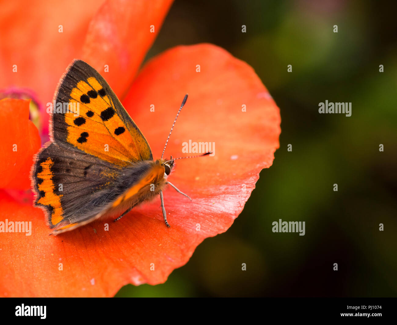 Arancione e nero ali del rame piccola farfalla Lycaena phlaeas ssp. eleus, il contrasto con il rosso petalo di un papavero annuale Foto Stock