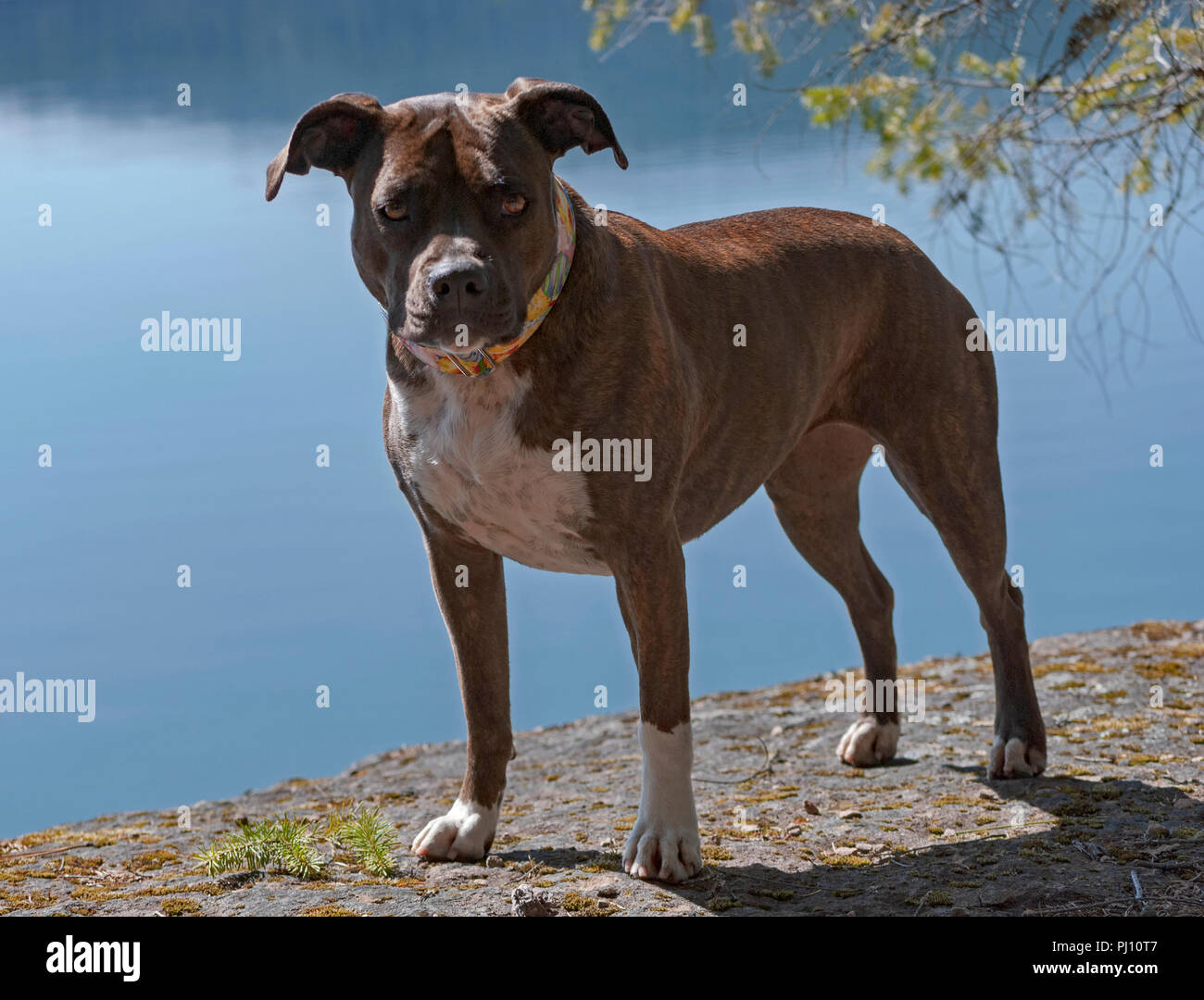 Una bella femmina dolce american staffordshire pit bull terrier poste su di un lago in oregon Foto Stock