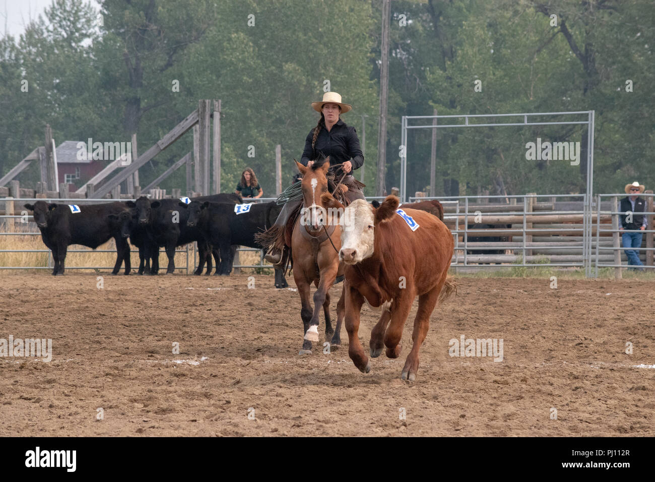 Un Cowgirl aziona la sua mucca attraverso il corral durante il concorso di smistamento presso l annuale ranch rodeo presso il bar U Ranch, sito storico nazionale del Canada, Foto Stock
