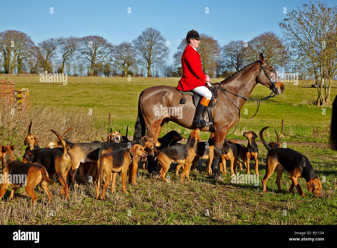 Master of Hunt in attesa di foxhounds in un campo Foto Stock