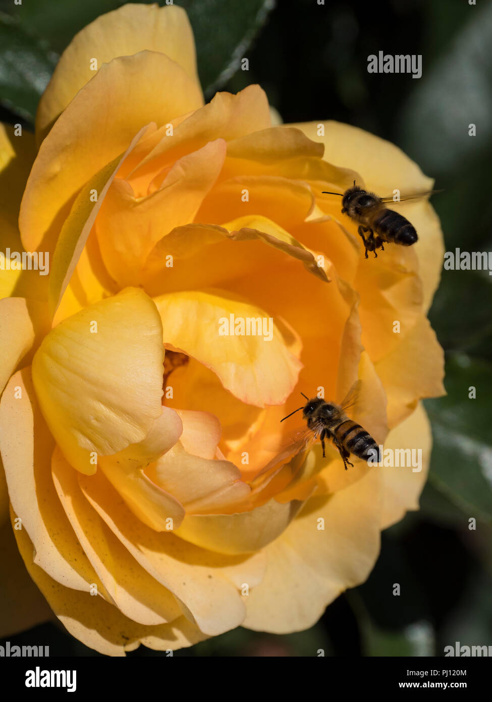 Bee esplora Eureka bocciolo di rosa, Inez concedere Parker Memorial Giardino di Rose, Balboa Park, San Diego, California. Foto Stock