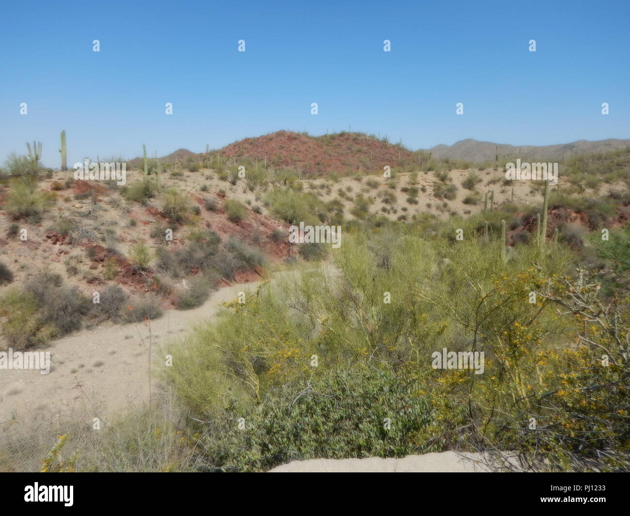 A secco fiume I. deserto dell'Arizona con colorate montagne rosse e verdi piante del deserto sotto il luminoso cielo blu. Foto Stock