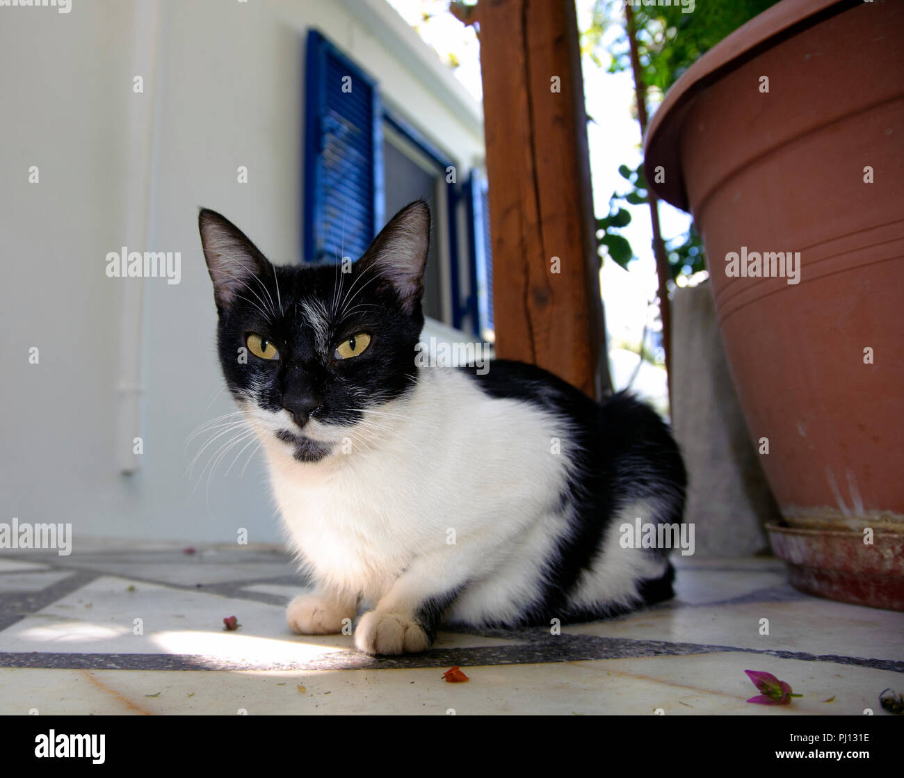 Cat al di fuori seduta vicino a un tipico bianco e blu casa greca. Foto Stock