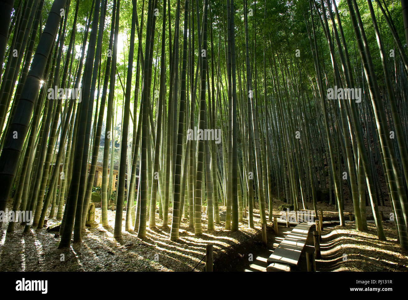 La foto mostra il boschetto di bambù nella motivazione della Hokoku-ji il tempio di Kamakura, Giappone il 25 gennaio 2012. Diverse regioni in tutta l'archipelag giapponese Foto Stock