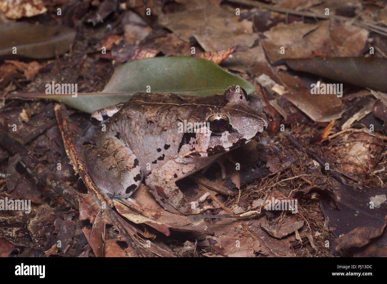 Una maggiore rana di palude (Limnonectes malesianus) sul suolo della foresta in Kubah National Park, Sarawak, Est Malesia, Borneo Foto Stock