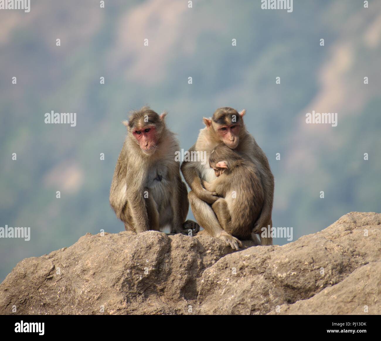 Famiglia di , di scimmia macaco rhesus , scimmia rhesus Foto Stock