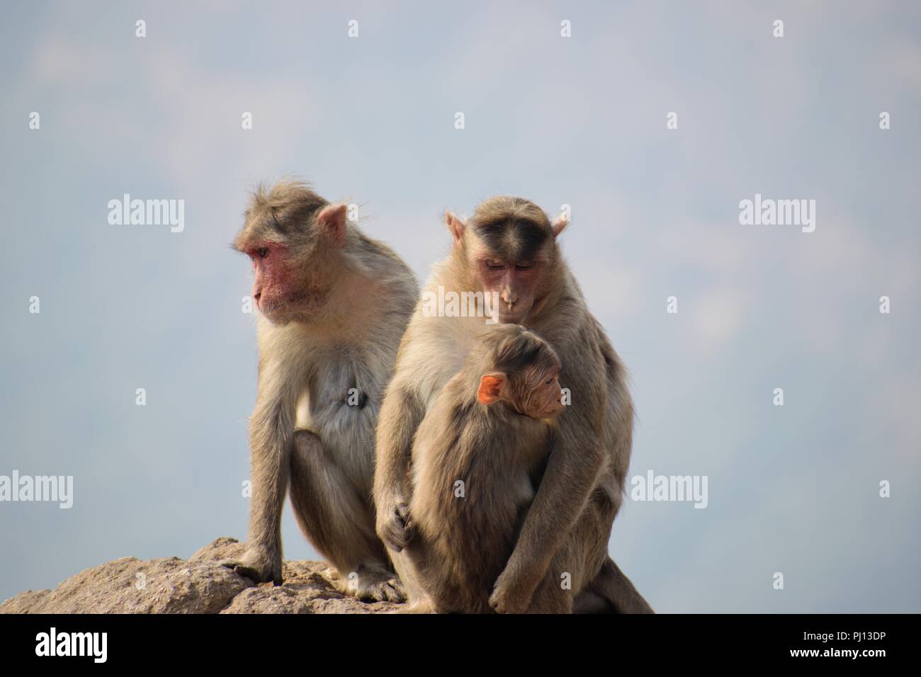 Famiglia di , di scimmia macaco rhesus , scimmia rhesus Foto Stock