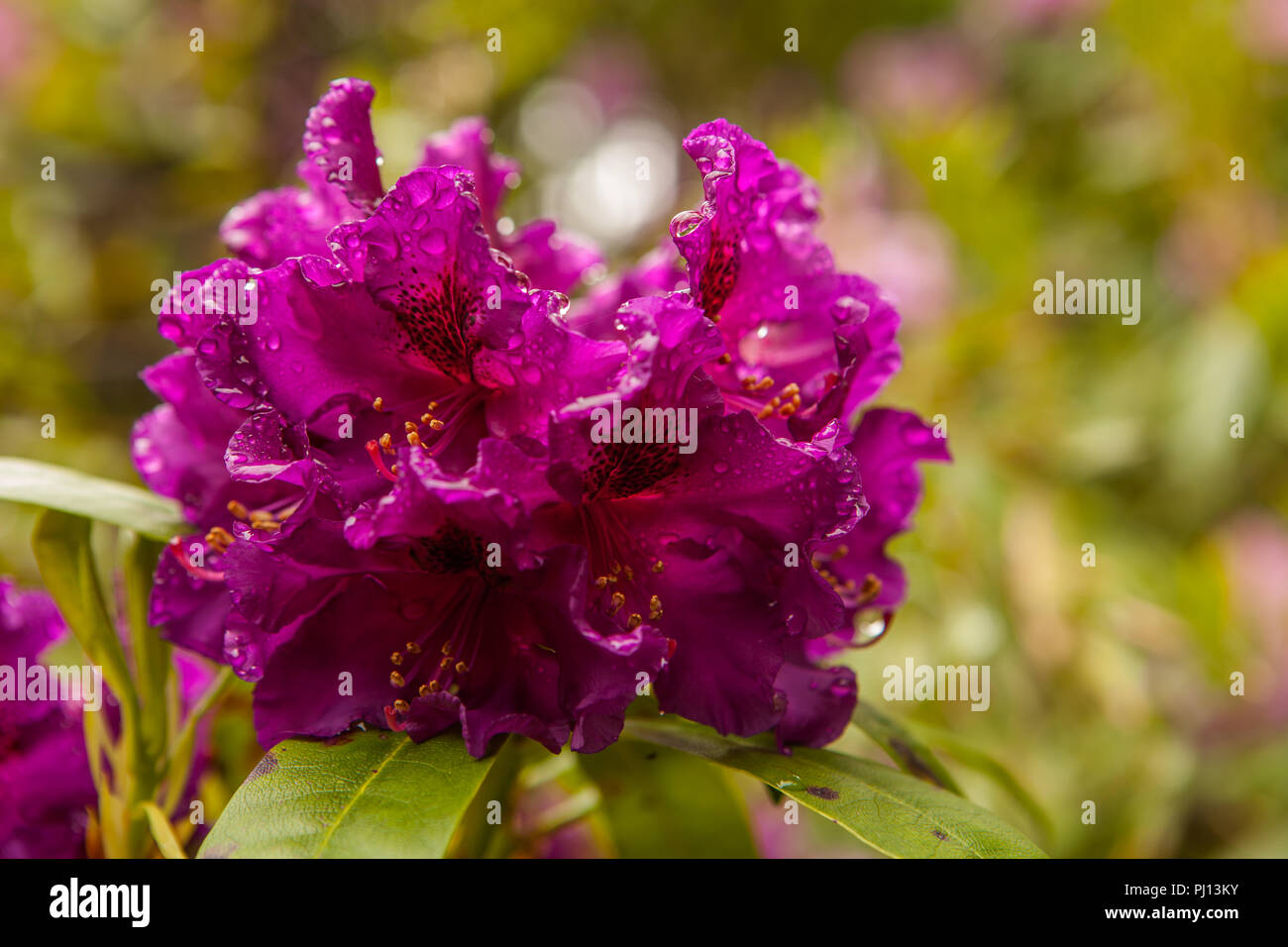 Blütenpracht im Ctehel Garden Foto Stock