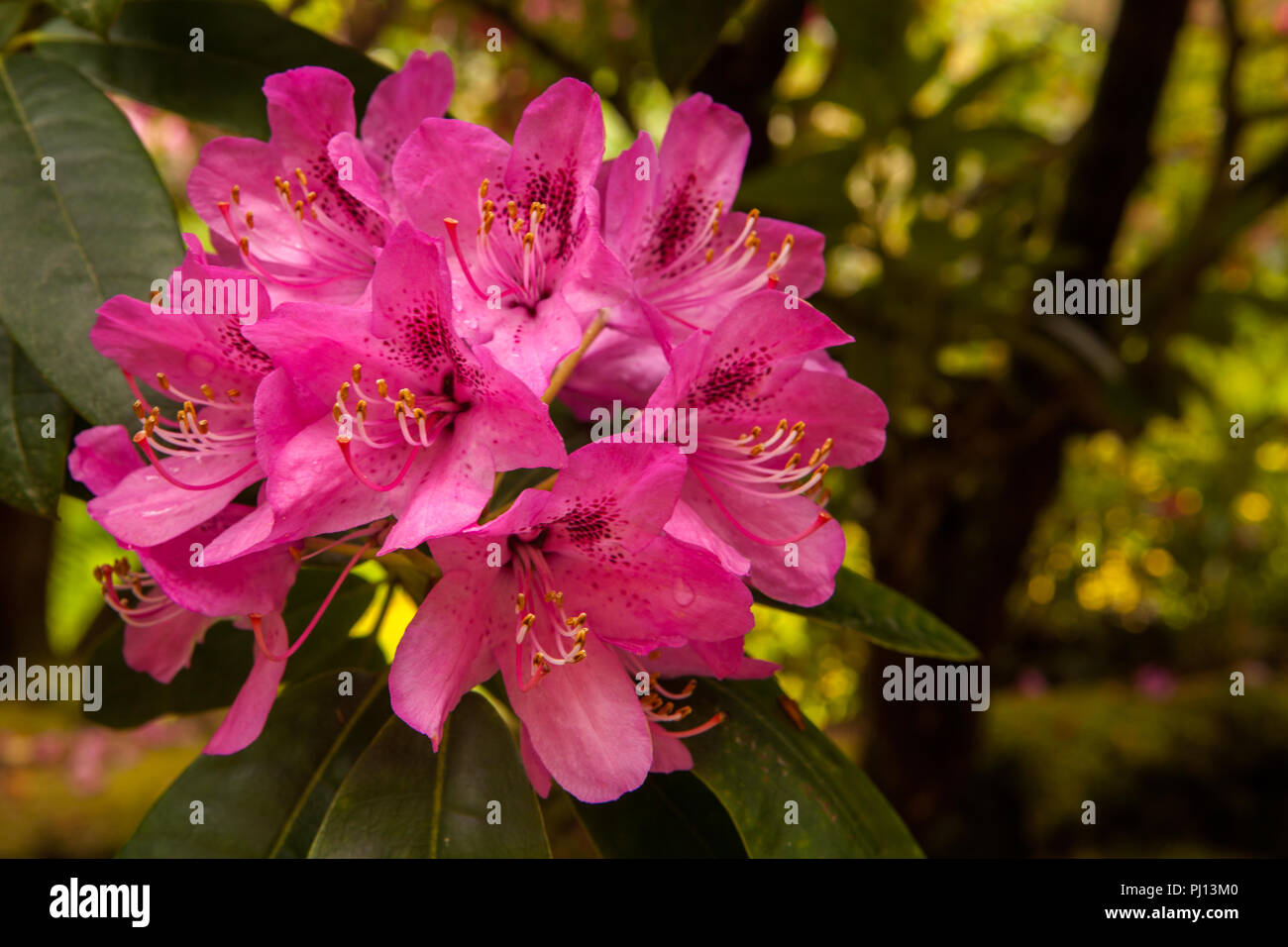 Blütenpracht im Ctehel Garden Foto Stock